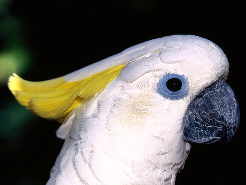 Sulphur-Crested Cockatoo